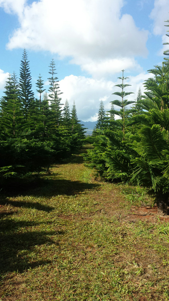 Holiday Traditions: Hawaii Christmas Tree Farm | Aloha Lovely