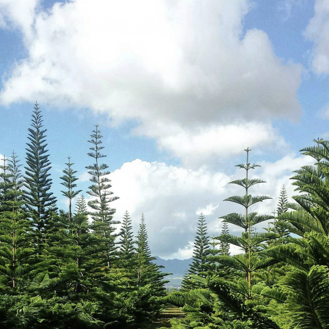 Holiday Traditions Hawaii Christmas Tree Farm Aloha Lovely Hawaiian Christmas Trees