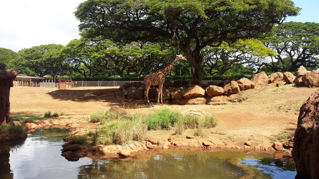 honolulu-zoo-giraffe