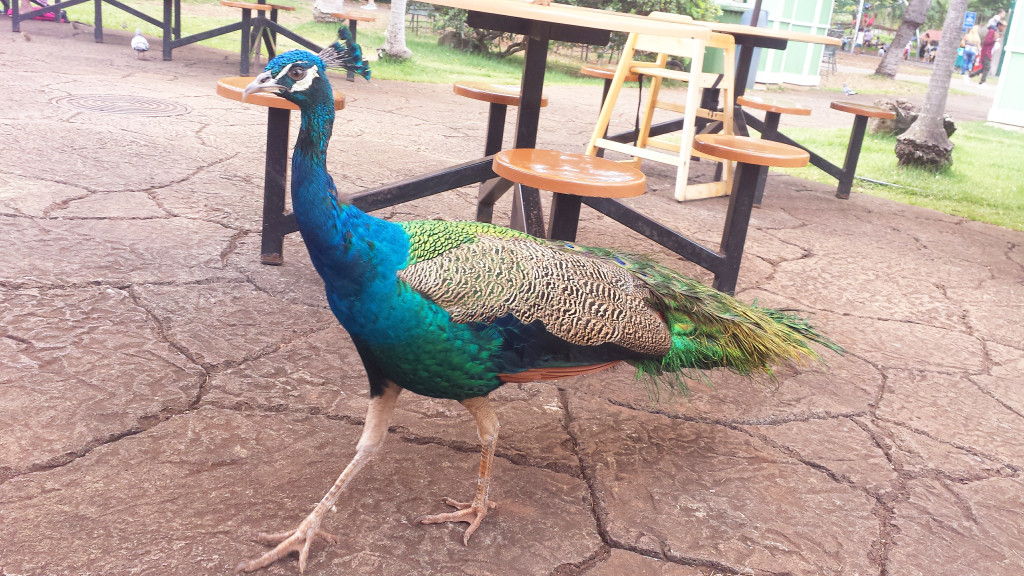 honolulu-zoo-peacock