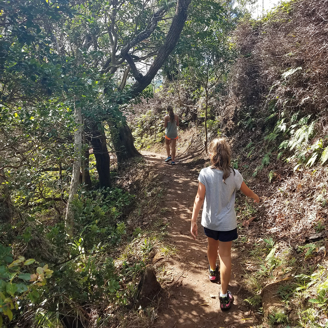 Aiea Loop Trail