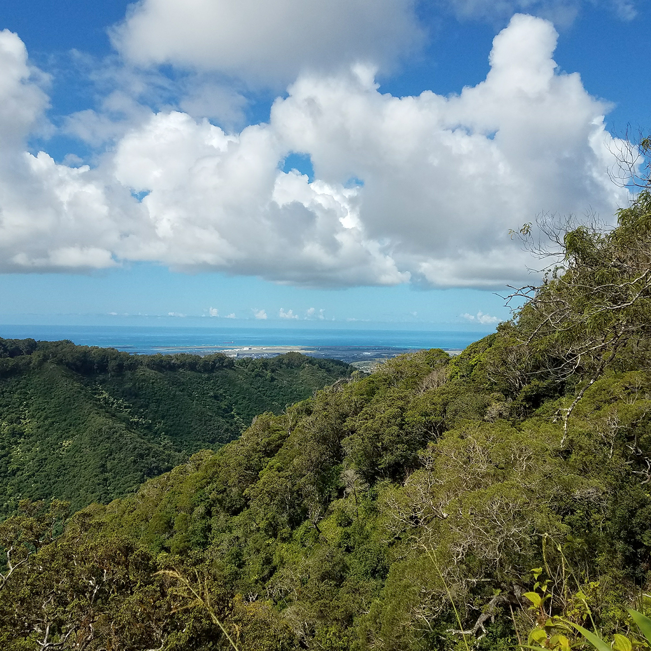 Aiea Loop Trail Ocean View