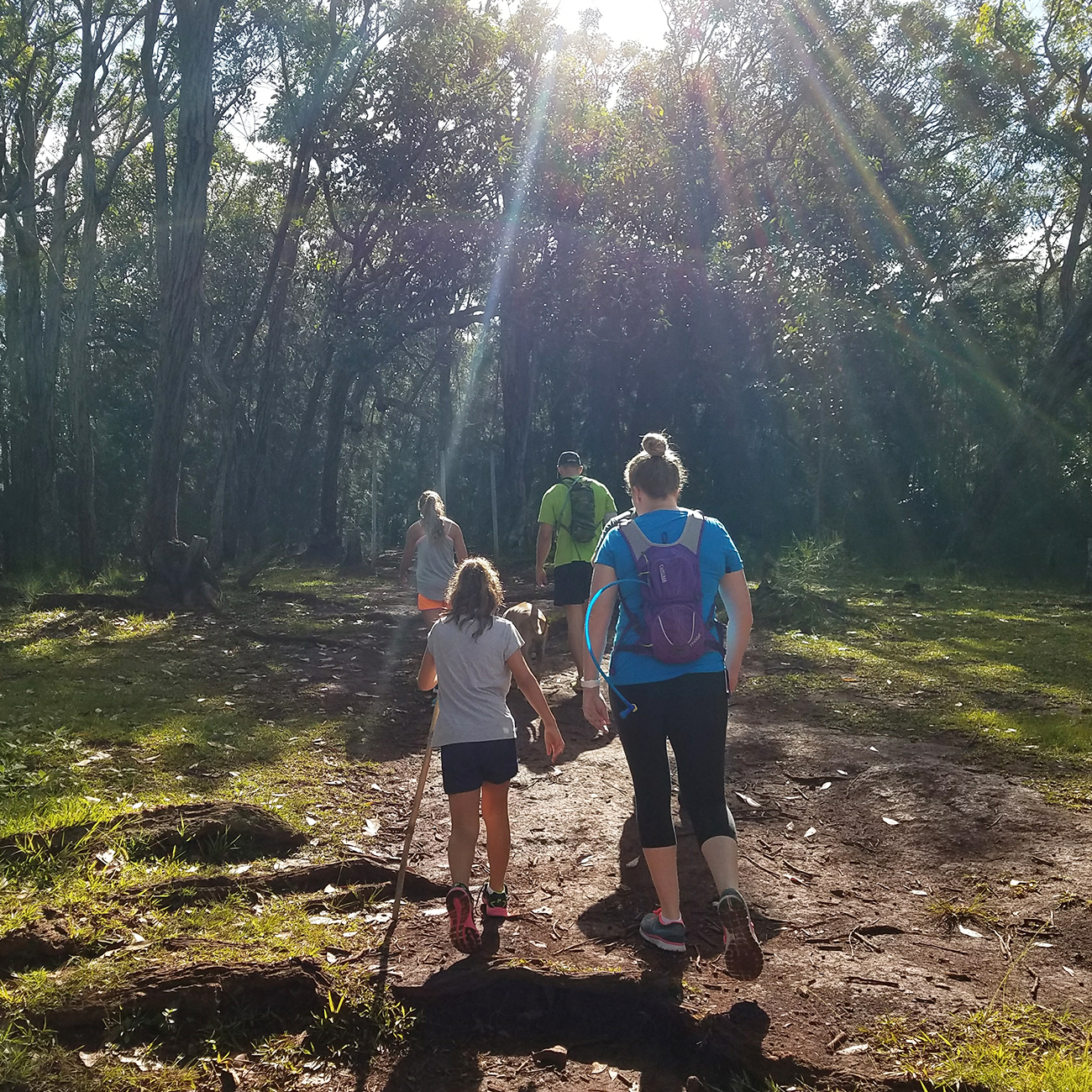 Aiea Loop Trailhead Start