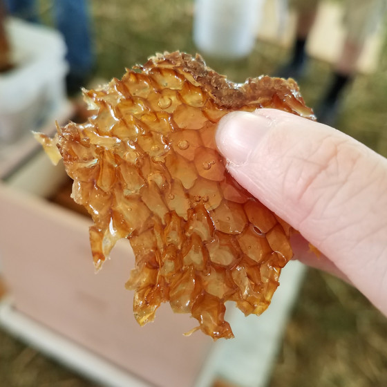 Hawaii-state-farm-fair-honey-sample