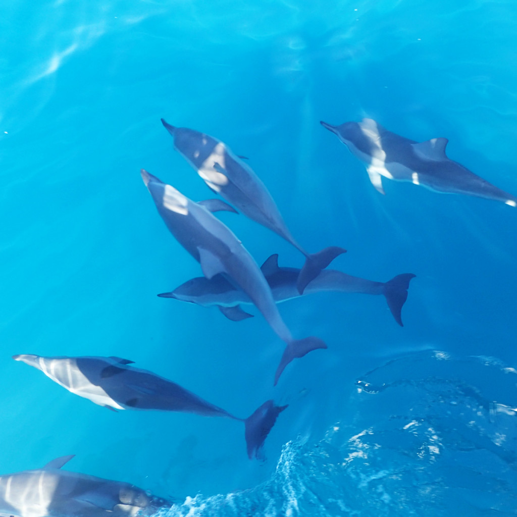 Na Pali Coast Dolphins Kauai