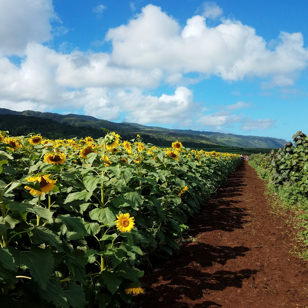 Sunflower-View