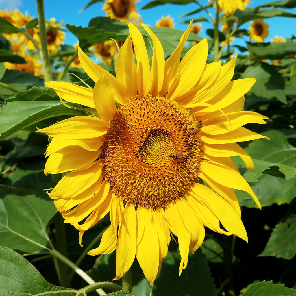 sunflower-closeup