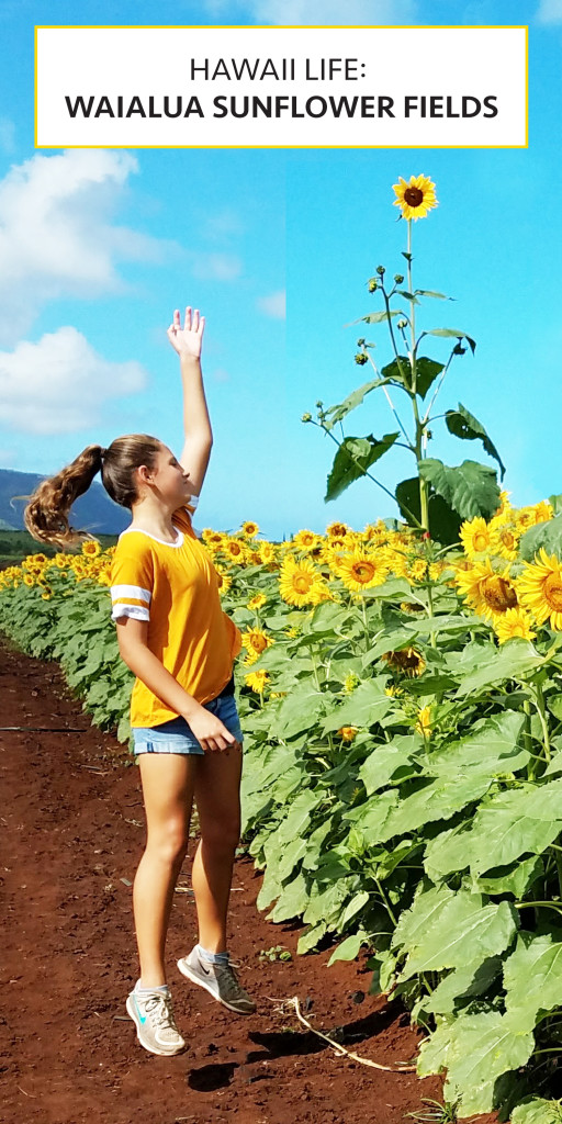 Hawaii Life: Waialua Sunflower Fields