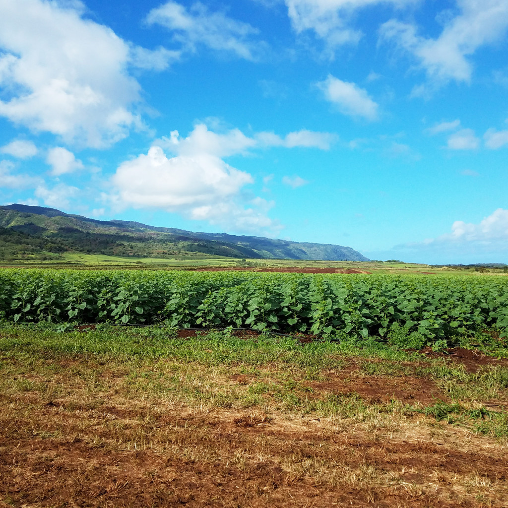 Fields Before the Sunflowers