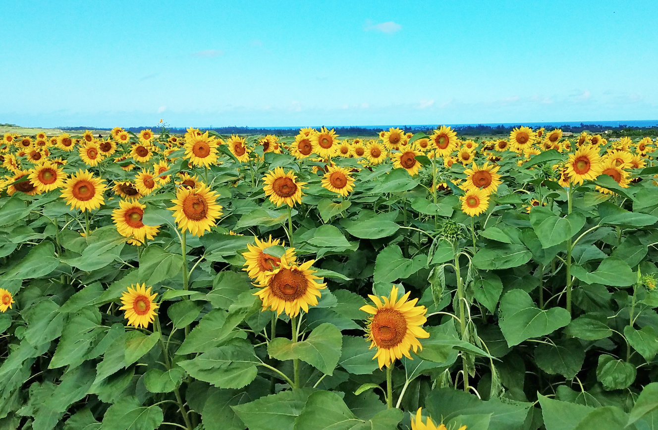 Sunflower Fields Waialua Oahiu