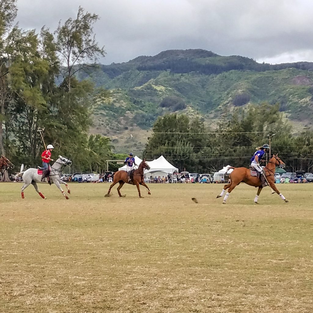 Hawaii Polo Club Horses