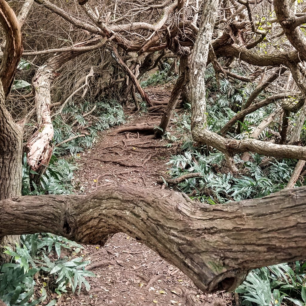 Puʻu Maʻeliʻeli Digging Trail Trees