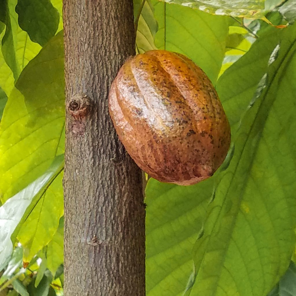 Kahuku Farms Cacao