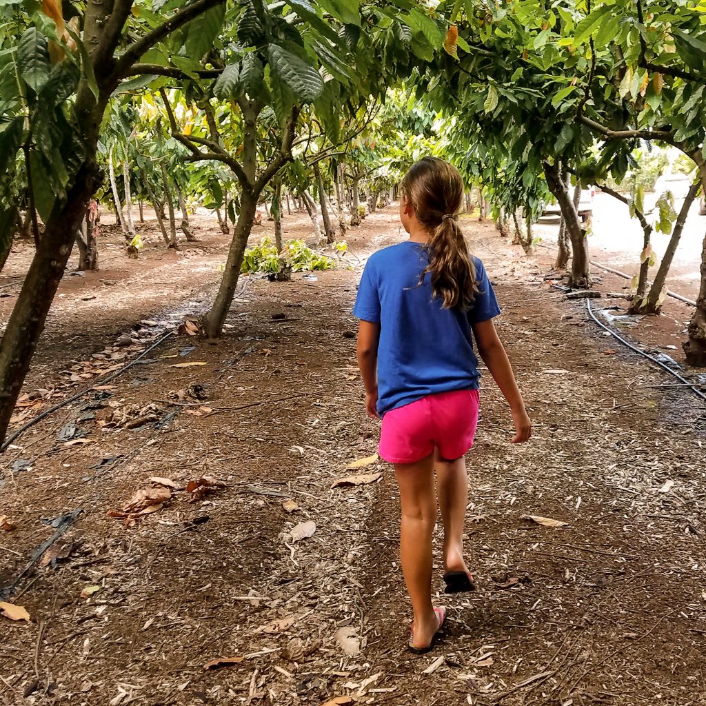 Kahuku Farms Cacao