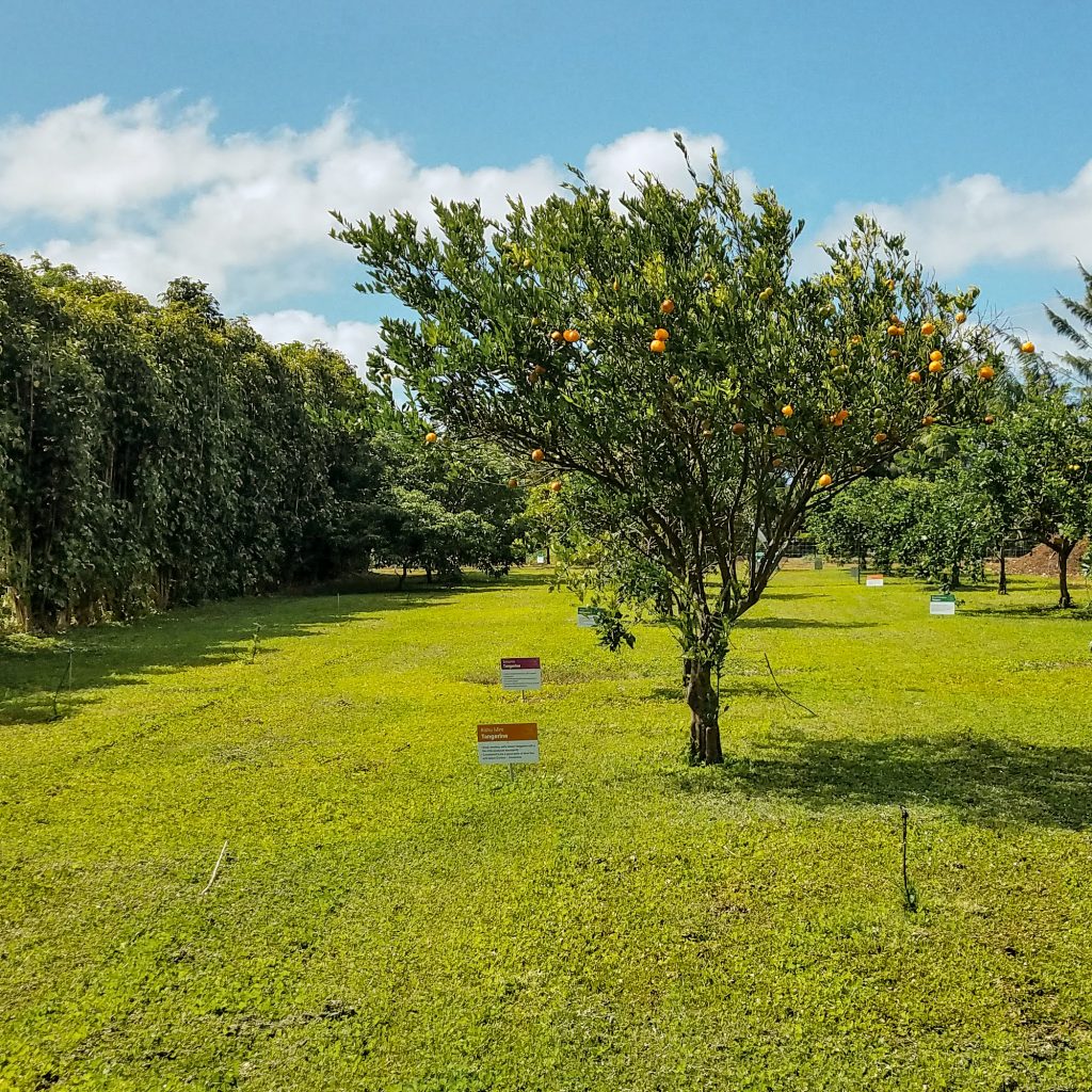 kahuku farms tour