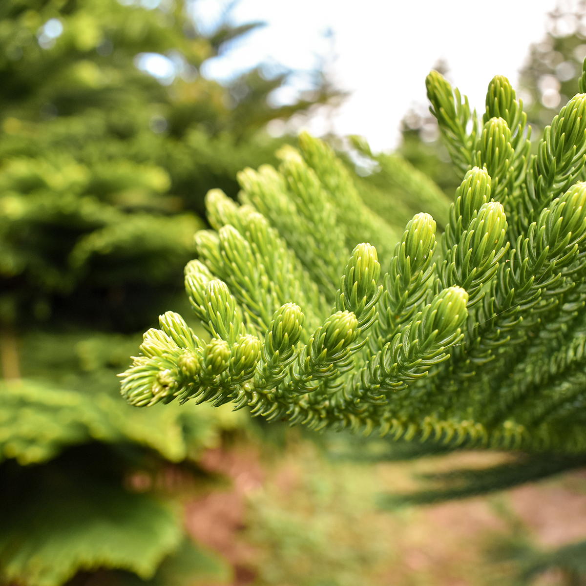 Christmas Trees in Hawaii Helemano Farms Aloha Lovely