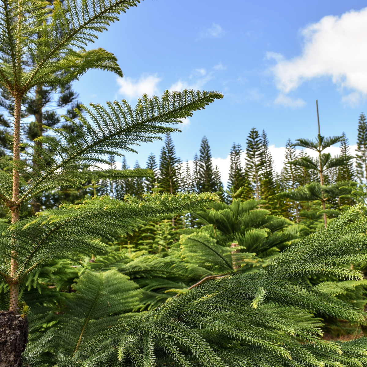 Christmas Trees in Hawaii Helemano Farms Aloha Lovely