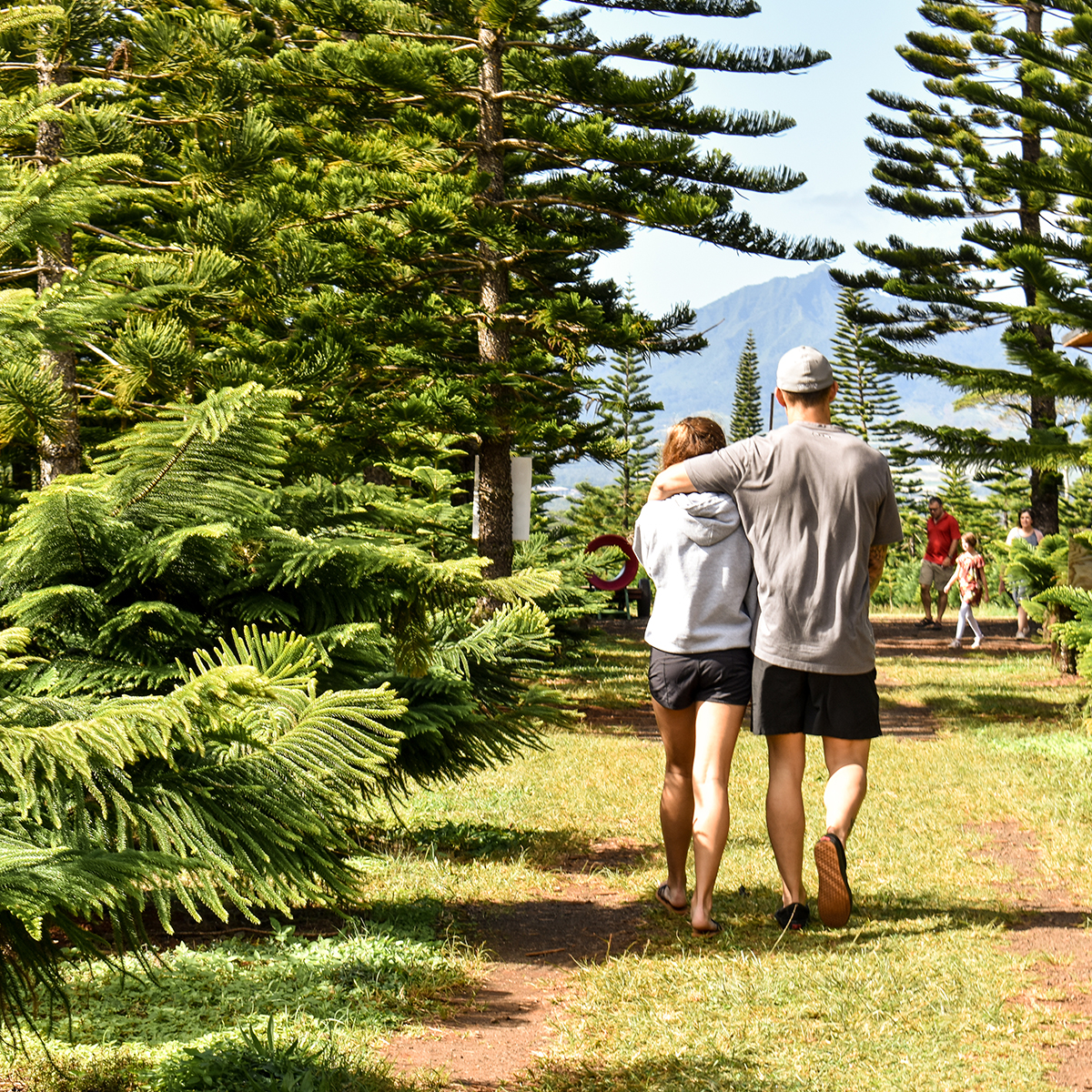 Christmas Trees in Hawaii Helemano Farms Aloha Lovely