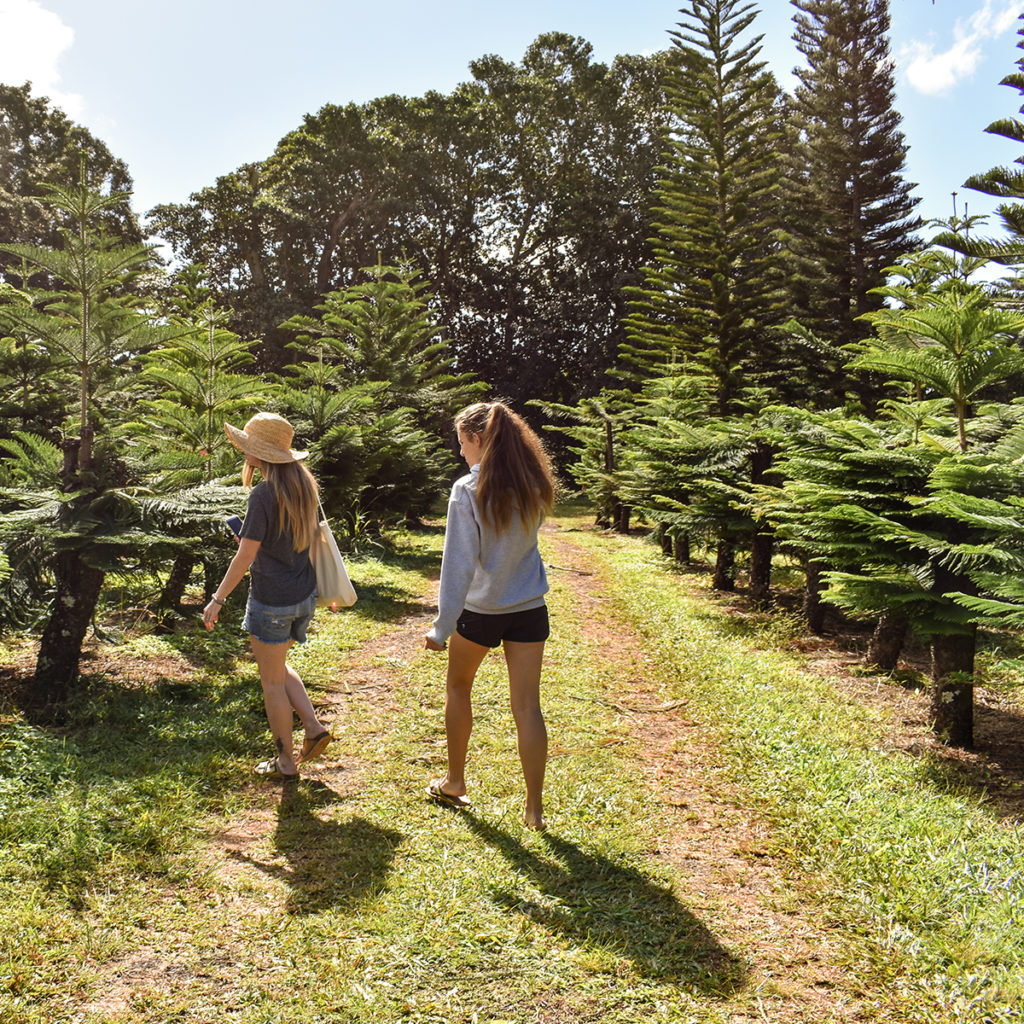 Helemano Farms Oahu