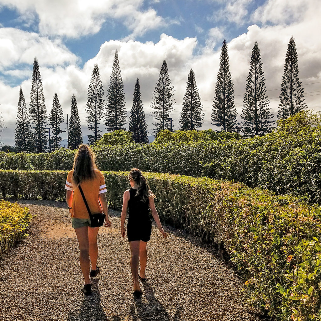 dole plantation maze