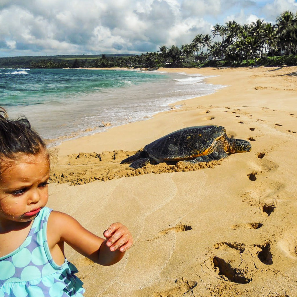 Police Beach Papailoa Haleiwa