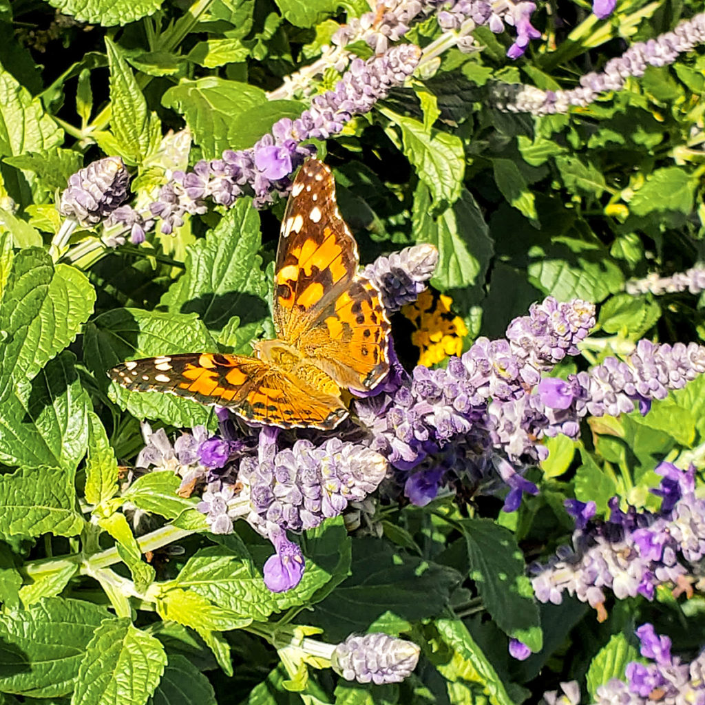 US Botanic Garden Butteryfly