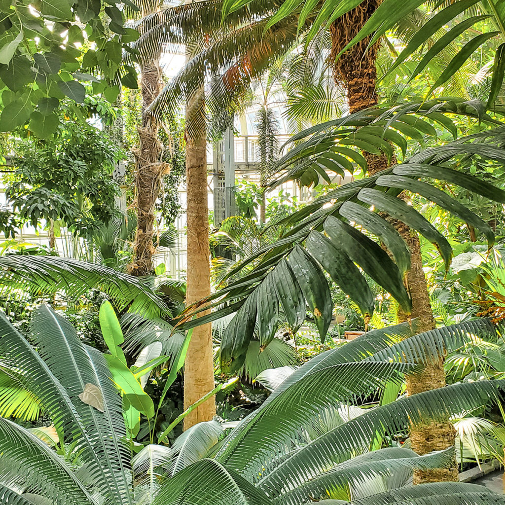 Tropical palms garden
