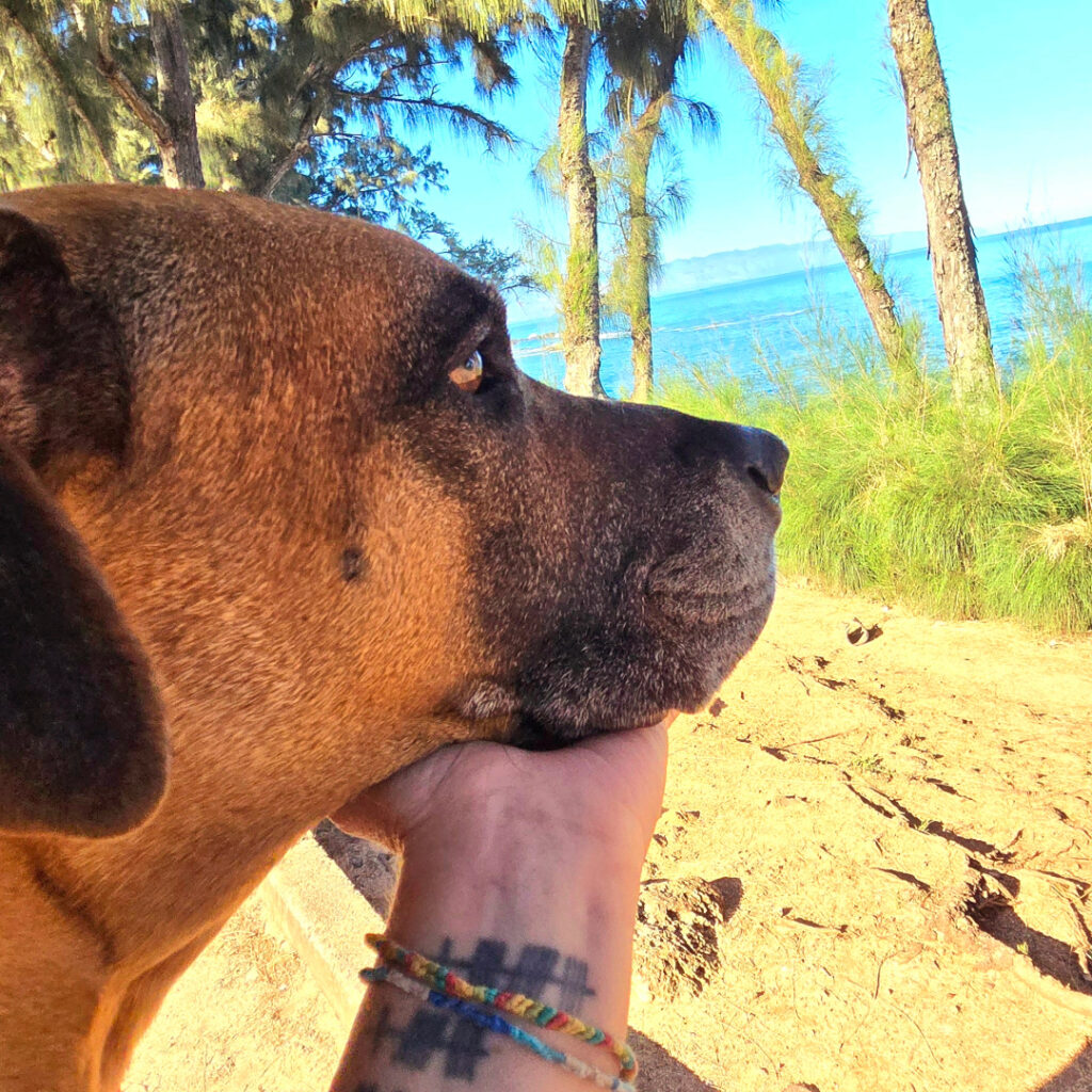 Hipcamp: A good option for affordable accommodations in hawaii dog photo